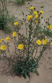 Attēlu rezultāti vaicājumam “Hieracium umbellatum flower”