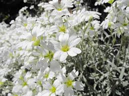 Image result for cerastium tomentosum