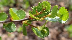 Attēlu rezultāti vaicājumam “Betula nana leaf”