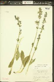 Attēlu rezultāti vaicājumam “Swertia perennis leaf”