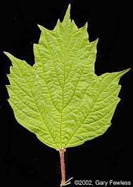 Attēlu rezultāti vaicājumam “Viburnum opulus leaf”