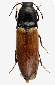 Attēlu rezultāti vaicājumam “Ampedus pomorum”