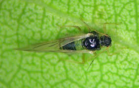 Attēlu rezultāti vaicājumam “Chaitophorus populeti”