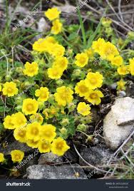 Attēlu rezultāti vaicājumam “Potentilla arenaria flower”