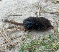 Attēlu rezultāti vaicājumam “Sorex araneus”