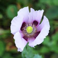 Attēlu rezultāti vaicājumam “Papaver somniferum flower”