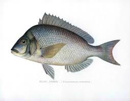 Image result for Stenotomus chrysops