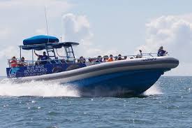 Image result for Adventure Dolphin