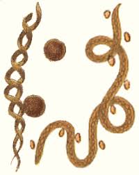 Attēlu rezultāti vaicājumam “Jungermannia sphaerocarpa sporophyte”