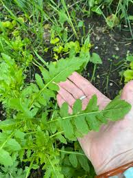 Attēlu rezultāti vaicājumam “Rorippa palustris leaf”