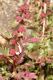 Image result for chenopodium foliosum