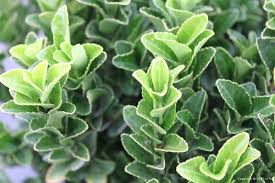 Attēlu rezultāti vaicājumam “Euonymus”