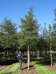 Attēlu rezultāti vaicājumam “Alnus glutinosa”