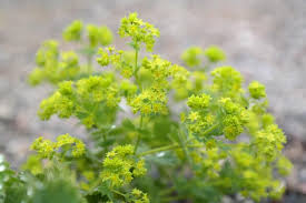 Image result for Alchemilla vulgaris