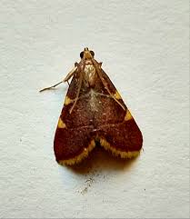 Attēlu rezultāti vaicājumam “Hypsopygia costalis”