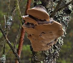 Attēlu rezultāti vaicājumam “Phellinus pomaceus”
