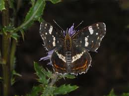 Attēlu rezultāti vaicājumam “Araschnia levana larva”