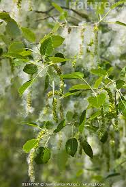 Attēlu rezultāti vaicājumam “Populus alba”