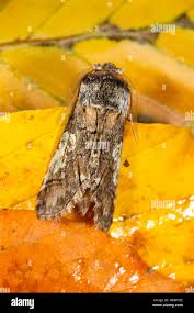 Attēlu rezultāti vaicājumam “Diloba caeruleocephala larva”