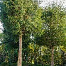 Attēlu rezultāti vaicājumam “Taxus baccata leaf”