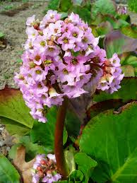 Attēlu rezultāti vaicājumam “Bergenia crassifolia flower”