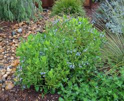 Attēlu rezultāti vaicājumam “Scardia boletella exuvia”