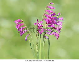 Attēlu rezultāti vaicājumam “Gladiolus imbricatus”