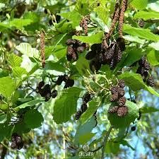 Attēlu rezultāti vaicājumam “Alnus glutinosa fruit”