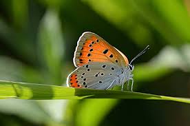 Attēlu rezultāti vaicājumam “Lycaena dispar underside”