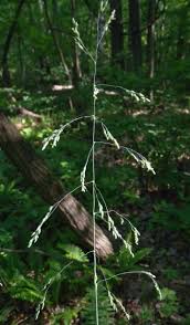 Attēlu rezultāti vaicājumam “Milium effusum flower”