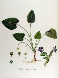 Attēlu rezultāti vaicājumam “Viola hirta”