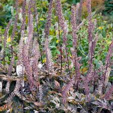 Image result for Silberkerze