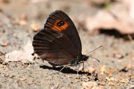 Attēlu rezultāti vaicājumam “Erebia ligea upperside”