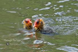 Attēlu rezultāti vaicājumam “Fulica atra adult”