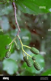 Attēlu rezultāti vaicājumam “Alnus glutinosa fruit”