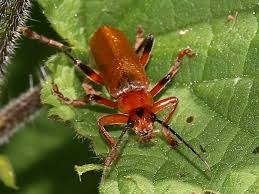 Attēlu rezultāti vaicājumam “Cantharis livida”