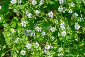 Attēlu rezultāti vaicājumam “Erophila verna leaf”