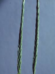 Attēlu rezultāti vaicājumam “Elytrigia repens subsp. arenosa”