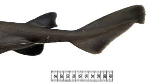 Image result for Dalatias licha