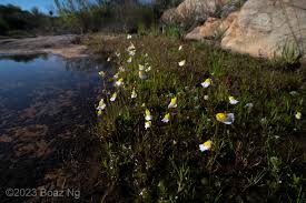 Image result for Utricularia