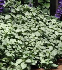 Attēlu rezultāti vaicājumam “Lamium maculatum leaf”