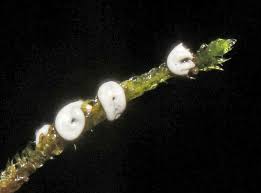 Attēlu rezultāti vaicājumam “Diderma deplanatum”