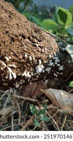 Attēlu rezultāti vaicājumam “Phleogena faginea stalked”