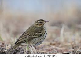 Image result for Anthus hodgsoni