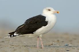 Attēlu rezultāti vaicājumam “Larus marinus adult”