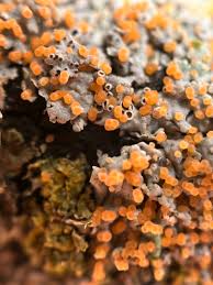 Attēlu rezultāti vaicājumam “Erythricium aurantiacum”