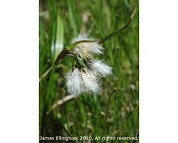 Attēlu rezultāti vaicājumam “Eriophorum latifolium fruit”