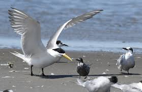 Attēlu rezultāti vaicājumam “Chlidonias niger eggs”