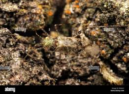 Attēlu rezultāti vaicājumam “Phytocoris longipennis”