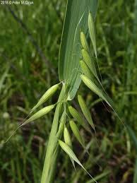 Attēlu rezultāti vaicājumam “Avena sativa”